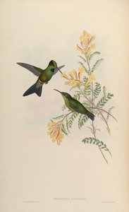 Heliodoxa jamesoni = Heliodox lövészek alkotó: John Gould